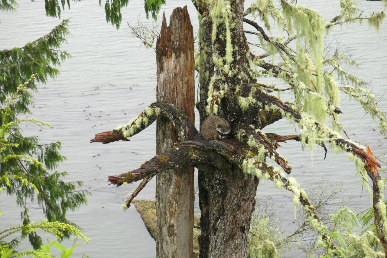 A Shack In The Woods Villa Port Renfrew Bagian luar foto