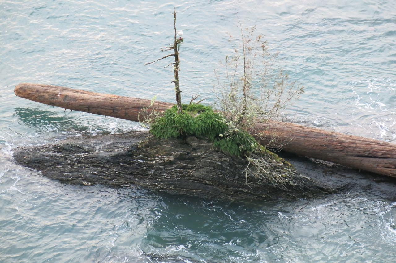 A Shack In The Woods Villa Port Renfrew Bagian luar foto