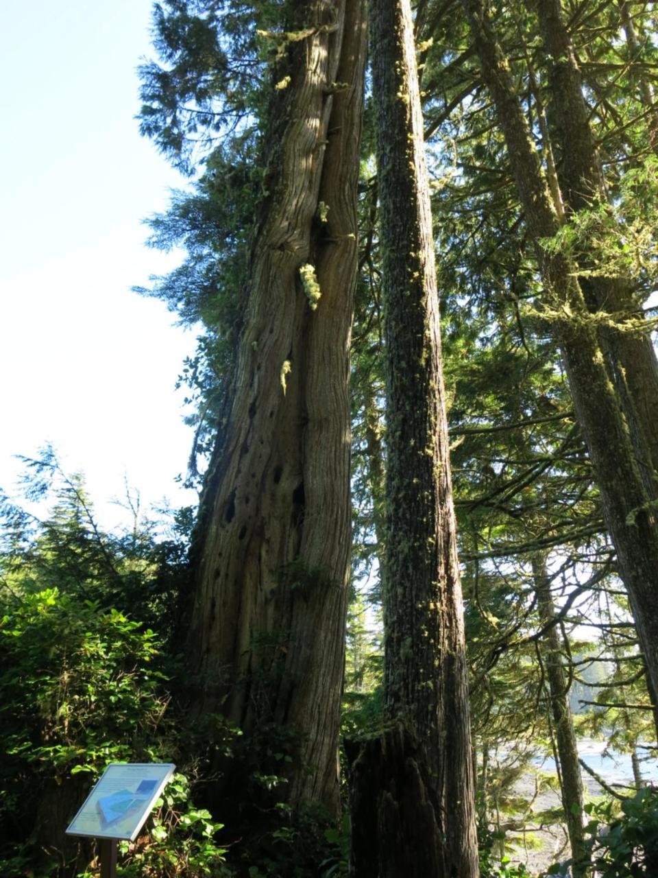 A Shack In The Woods Villa Port Renfrew Bagian luar foto